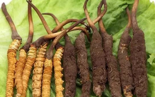 到哪里買(mǎi)新鮮的冬蟲(chóng)夏草？三步辨真?zhèn)?，四大渠道安心?gòu)