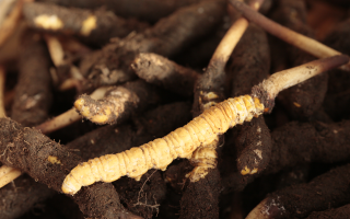 吃鮮冬蟲夏草會(huì)便秘嗎？科學(xué)解讀蟲草與腸道健康的微妙關(guān)系