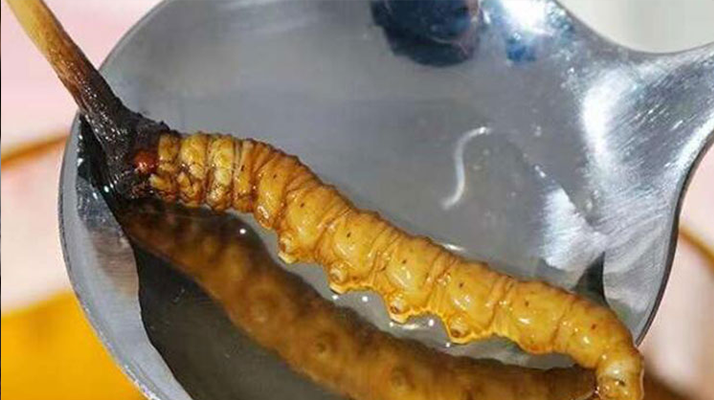 冬蟲夏草鮮草冷凍后這樣吃，營(yíng)養(yǎng)不流失！