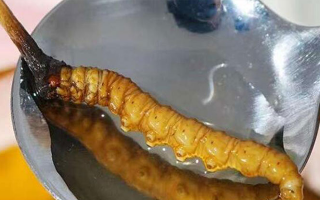 冬蟲夏草鮮草冷凍后這樣吃，營(yíng)養(yǎng)不流失！