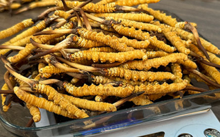 冬蟲夏草鮮草采購全攻略