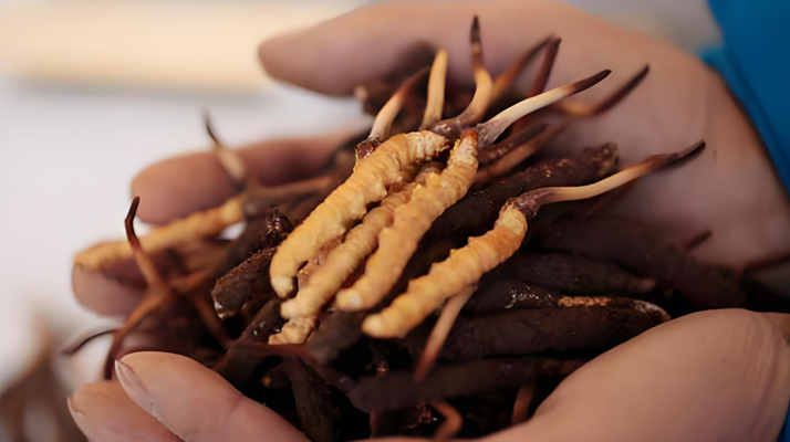 新鮮冬蟲夏草能保存多久？科學(xué)保存指南來了