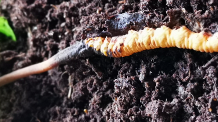 <a href=http://www.cw298.com/xinxian/ target=_blank class=infotextkey>新<a href=http://www.cw298.com/xinxian/ target=_blank class=infotextkey>鮮冬蟲夏草價(jià)格</a></a>解析