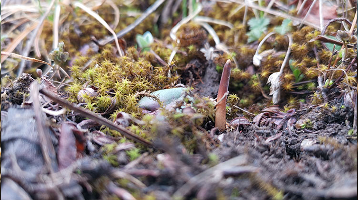 鮮冬蟲(chóng)夏草辨別全攻略：識(shí)破真假，挑選優(yōu)質(zhì)好蟲(chóng)草? ? ? ?