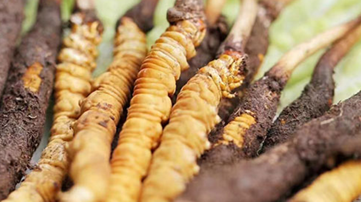 火眼金睛辨真?zhèn)危乎r冬蟲(chóng)夏草真假辨別全攻略?