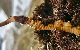 新鮮冬蟲夏草能生吃嗎？揭秘健康食用真相