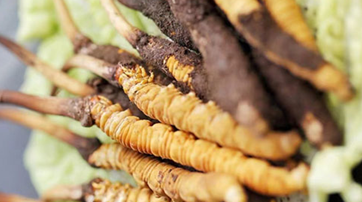 新鮮冬蟲夏草打包發(fā)貨全流程詳解:確保品質與時效的關鍵