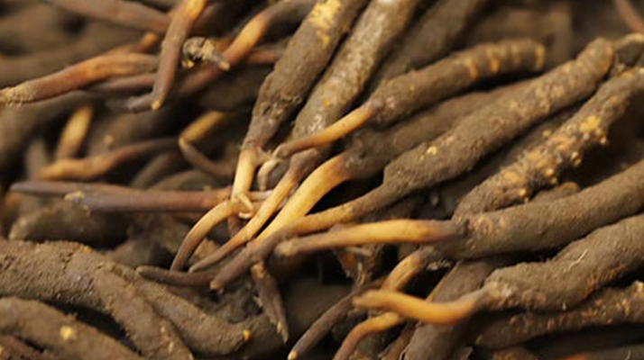 如何挑選<a href=http://www.cw298.com/xinxian/ target=_blank class=infotextkey>新<a href=http://www.cw298.com/xinxian/ target=_blank class=infotextkey>鮮冬蟲夏草</a></a>？掌握這幾個關(guān)鍵技巧