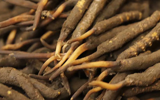 如何挑選新鮮冬蟲夏草？掌握這幾個(gè)關(guān)鍵技巧