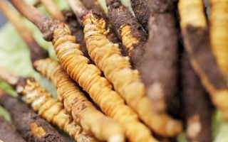 冬蟲夏草：干品與鮮品，誰更勝一籌？