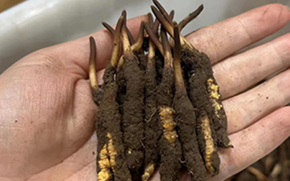 冬蟲夏草頭期鮮草的采挖時間