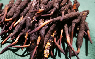 冬蟲(chóng)夏草干品與鮮品的全方位差異解析? ? ? ?