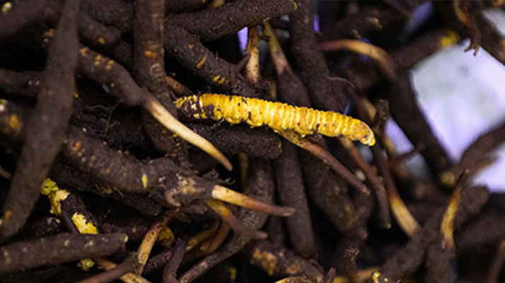 干鮮草<a href=http://www.cw298.com/jiage/ target=_blank class=infotextkey>冬蟲夏草價格</a>揭秘