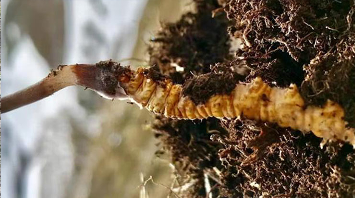 冬蟲(chóng)夏草的多樣吃法，解鎖滋補(bǔ)新體驗(yàn)