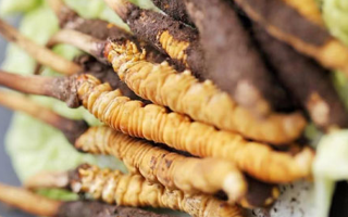 冬蟲(chóng)夏草鮮草可以生吃嗎？一文解讀食用真相