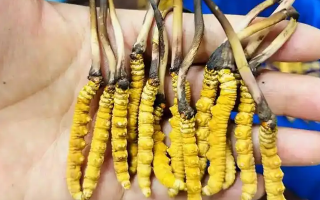 鮮冬蟲夏草出水怎么辦？實用處理指南