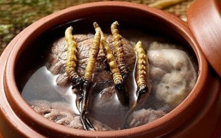 鮮冬蟲夏草吃多會上火嗎？一文解析真相