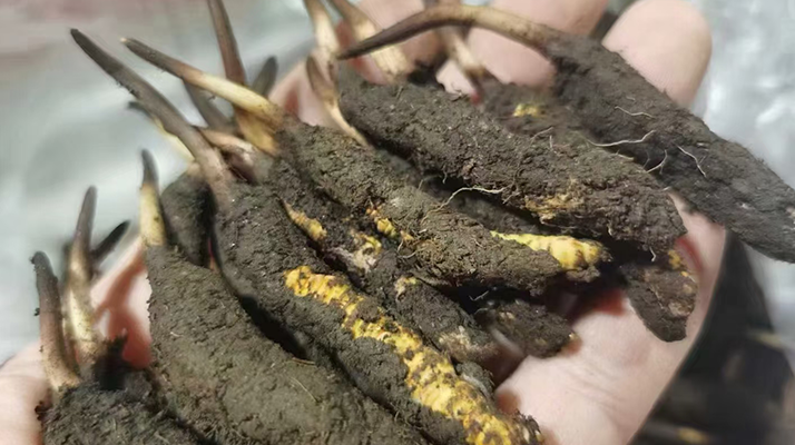 鮮冬蟲夏草急凍能放多久?科學保存全解析