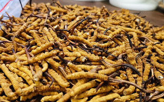 冬蟲夏草品質(zhì)價(jià)位表大全，一文掌握行情