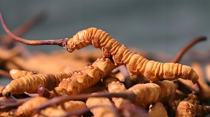 老人可以喝冬蟲夏草嗎？一文讀懂