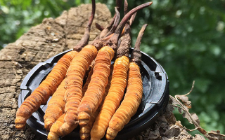 冬蟲夏草的產(chǎn)地有哪些地方？一文解鎖產(chǎn)地密碼