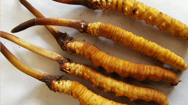 鮮冬蟲夏草保存指南:鎖住營(yíng)養(yǎng)不流失