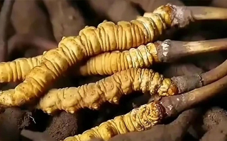 鮮冬蟲夏草怎么吃味道好？解鎖舌尖上的滋補(bǔ)盛宴