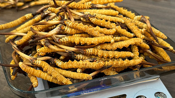 卓嘎新鮮冬蟲夏草:西寧市場(chǎng)的高原瑰寶