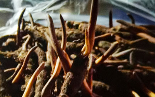 新鮮冬蟲夏草保存全攻略：鎖住營養(yǎng)，延長鮮味