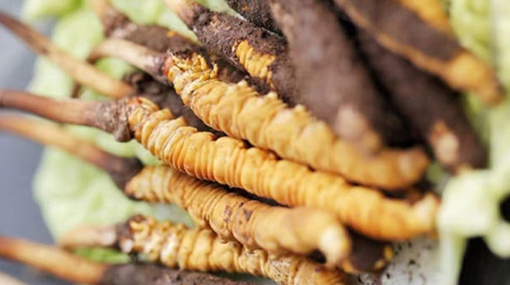 寶寶可以吃新鮮冬蟲夏草嗎？