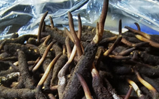 1 克新鮮冬蟲夏草的價(jià)格揭秘