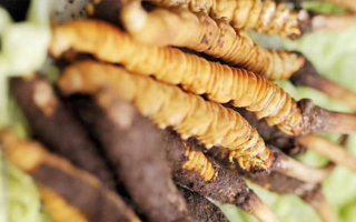 正宗冬蟲夏草多少錢一克？深度價(jià)格解析