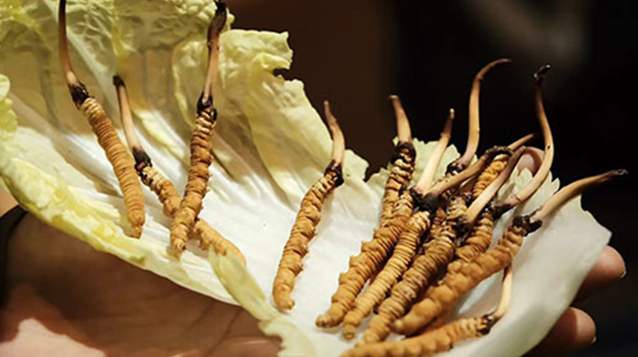 冬蟲夏草為何鮮的好？深度解析鮮蟲草的獨(dú)特優(yōu)勢(shì)