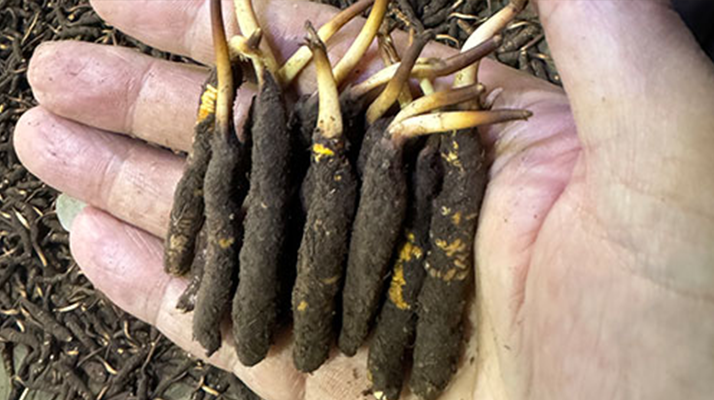 尋草之旅：踏上尋找<a href=http://www.cw298.com/xinxian/ target=_blank class=infotextkey>新<a href=http://www.cw298.com/xinxian/ target=_blank class=infotextkey>鮮冬蟲夏草</a></a>的征程