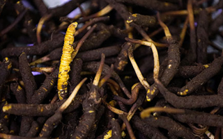 吃新鮮冬蟲夏草會(huì)過敏嗎？一文為你揭秘