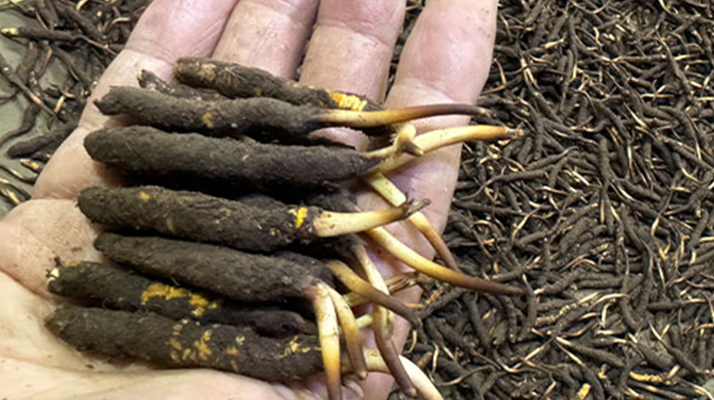 冬蟲(chóng)夏草菇鮮能凍嗎？冷凍保存全解析