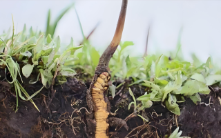 冬蟲夏草鮮草一天吃幾個？科學食用指南來了