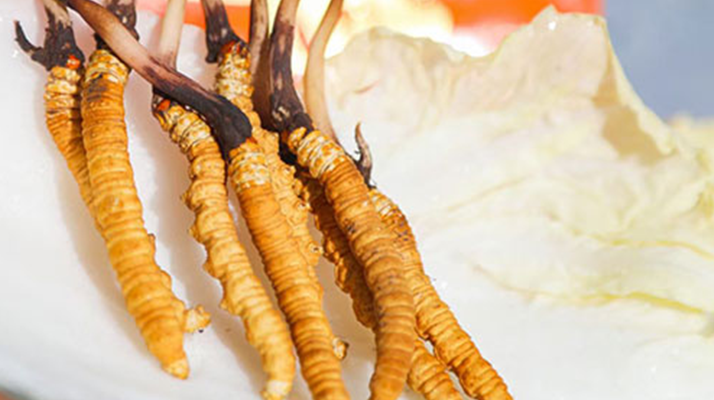 冬蟲夏草鮮草一般哪里有？多渠道獲取指南