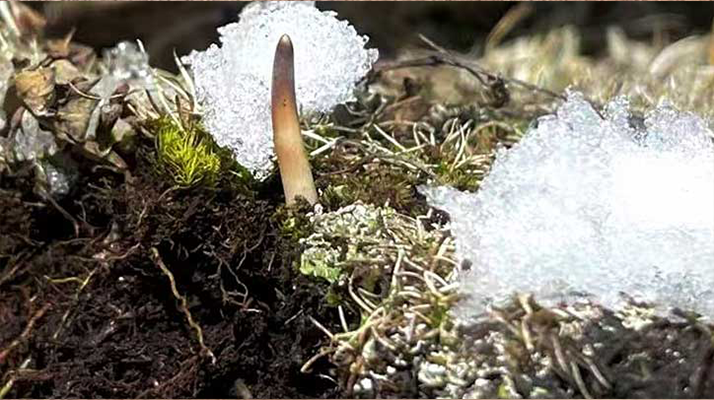 冰鮮的冬蟲夏草還能吃嗎？一文讀懂食用真相? ? ? ?