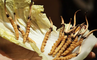 冬蟲(chóng)夏草鮮草如何吃最好？解鎖營(yíng)養(yǎng)與美味的黃金吃法