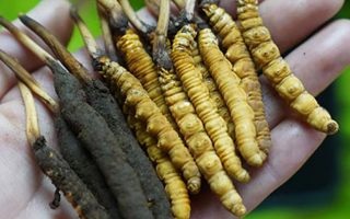 冬蟲夏草鮮草生吃可以嗎？一文了解食用風(fēng)險與建議