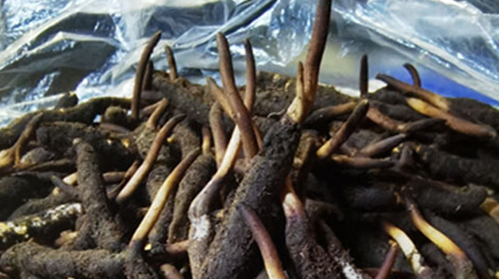 新鮮冬蟲夏草能放多久吃？一文掌握儲(chǔ)存與食用期限