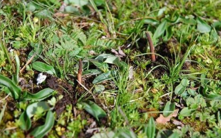 那曲鮮草最后 3 天倒計(jì)時(shí)：錯(cuò)過(guò)再等一年的雪域珍饈