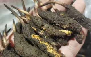 新鮮冬蟲(chóng)夏草購(gòu)買(mǎi)指南? ? ? ?