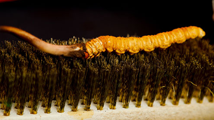 鮮冬蟲(chóng)夏草什么口感最好？探尋舌尖上的滋補(bǔ)美味? ? ? ?