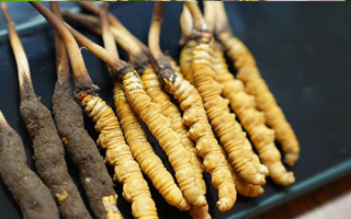 鮮冬蟲夏草什么季節(jié)最好？滋補(bǔ)時(shí)機(jī)大揭秘
