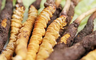 鮮冬蟲夏草能存放多久？科學(xué)保存指南來了