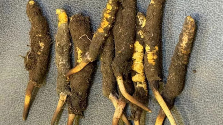 野生冬蟲夏草一斤多少錢？多維度價格解析