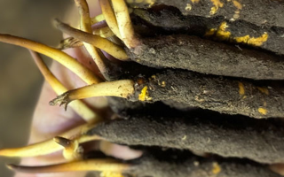 蟲草怎么存放比較好？科學(xué)保存指南