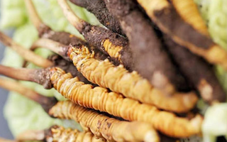 鮮蟲草一根多少錢？多因素交織下的價格剖析